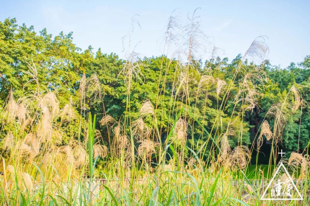谈重庆南开中学,重庆有几所南开中学