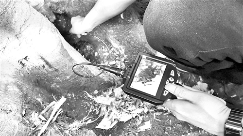 百年老树古榕树,百年古榕树遇虫害