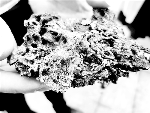 百年老树古榕树,百年古榕树遇虫害