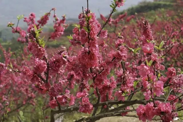 “重马”来啦！在沙坪坝的春天里应这样度过