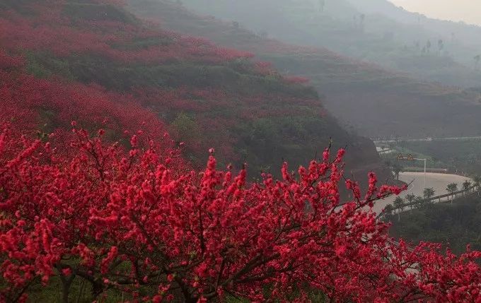 “重马”来啦！在沙坪坝的春天里应这样度过