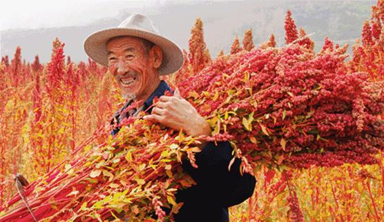 天后、超模力荐的减肥神器，用它代替主食，狂瘦27公斤！“网红藜麦”醇香Q弹，0胆固醇，低脂、低热、高蛋白