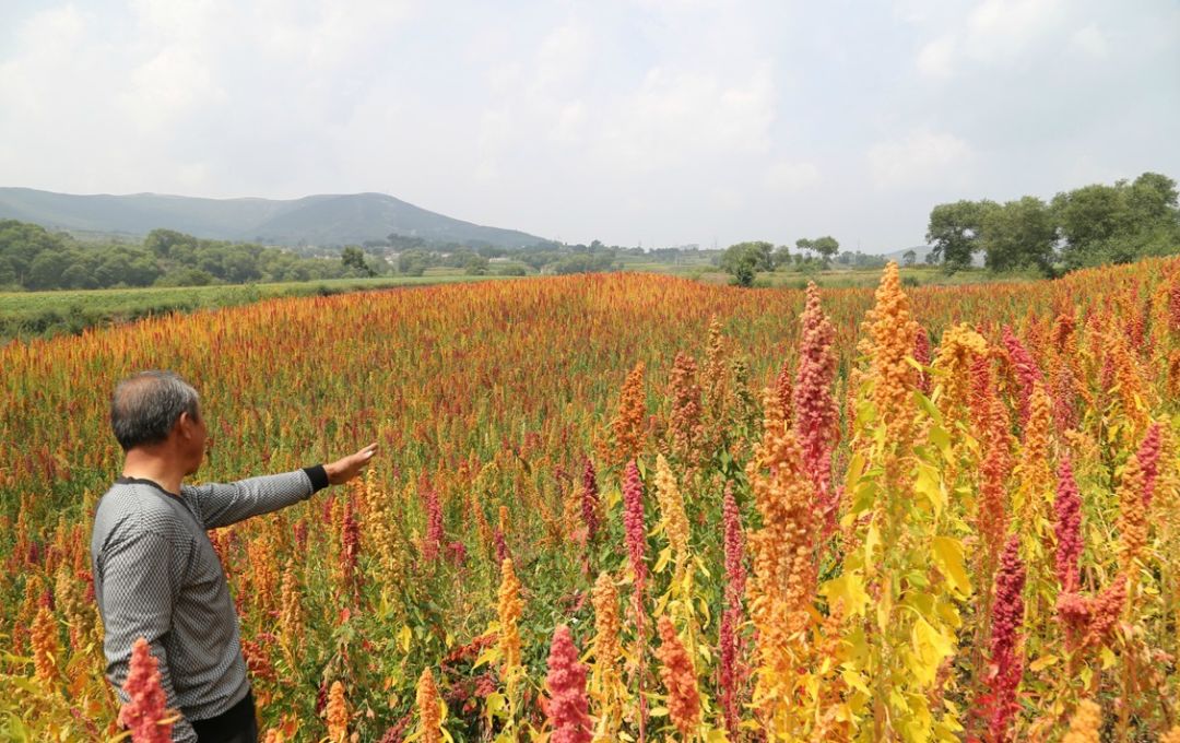 天后、超模力荐的减肥神器，用它代替主食，狂瘦27公斤！“网红藜麦”醇香Q弹，0胆固醇，低脂、低热、高蛋白