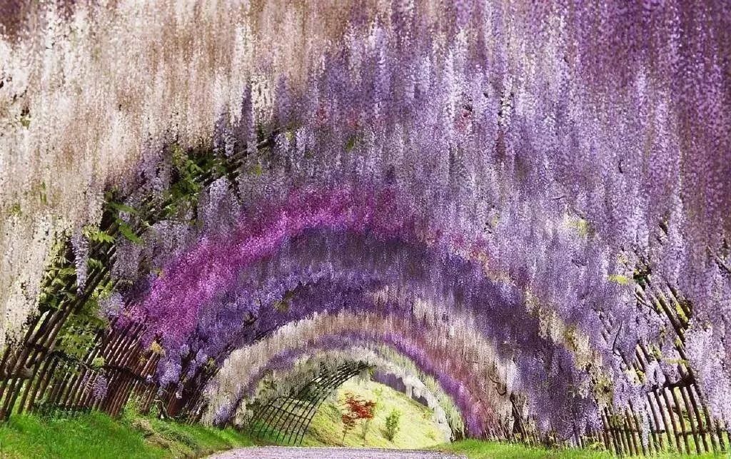 刷屏的紫藤花风铃节是假的!最近的微信谣言你转过没?