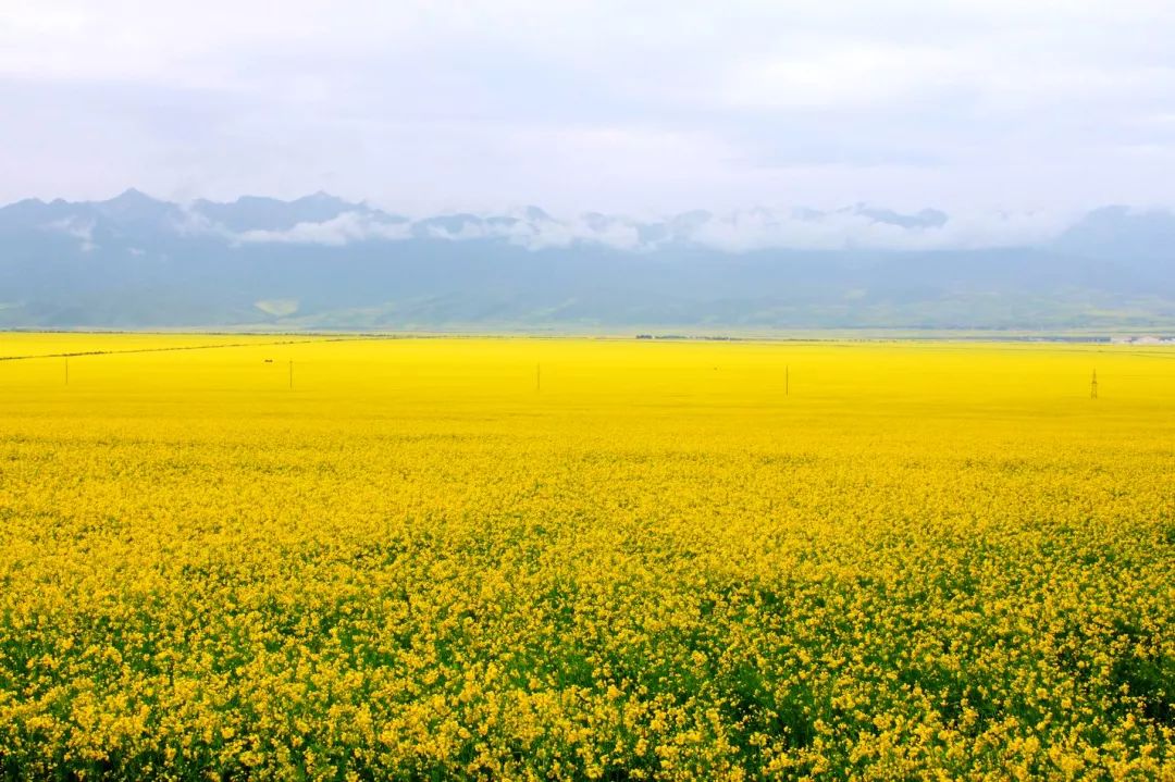 家乡的油菜花完整版,家乡的油菜花开了