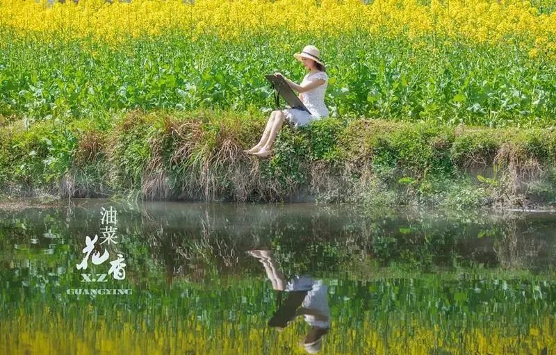 家乡的油菜花完整版,家乡的油菜花开了