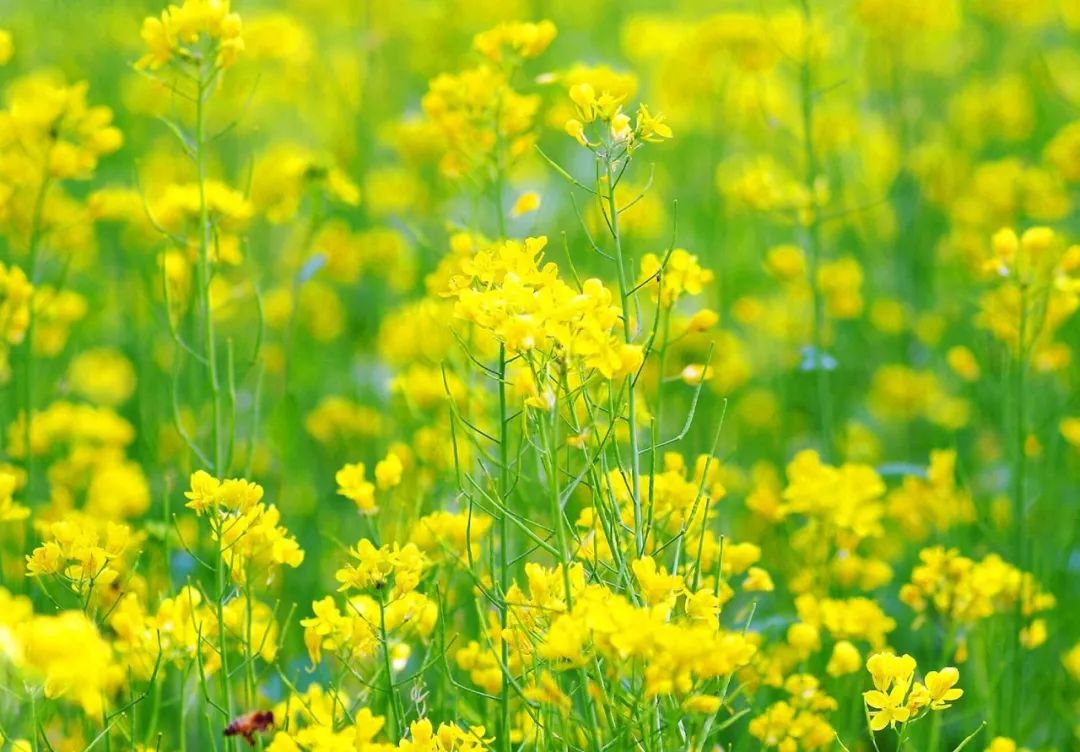 家乡的油菜花完整版,家乡的油菜花开了