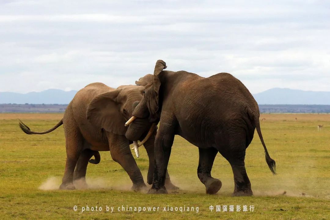 伴随着狂野奢华，用不一样的视角打开动物天堂