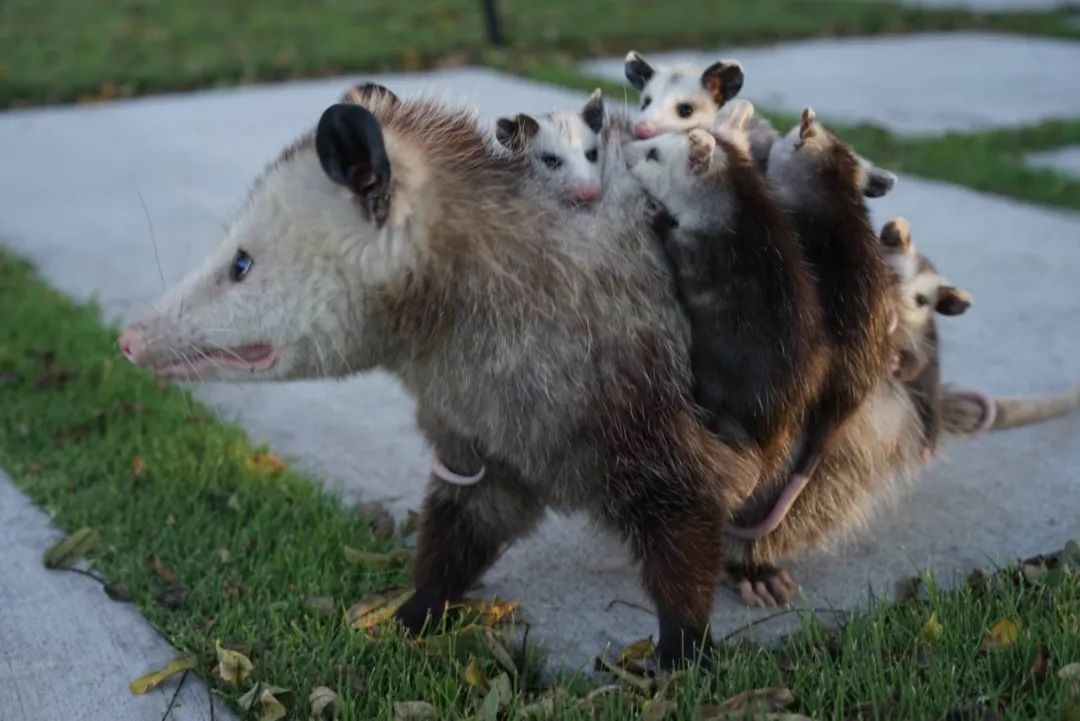 Hello!我是无法负负得正的负鼠