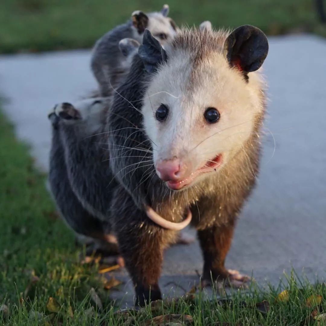Hello!我是无法负负得正的负鼠