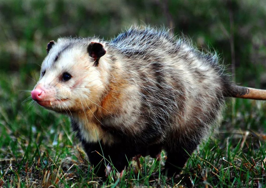 Hello!我是无法负负得正的负鼠