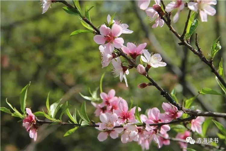 荷塘景色征文范文600字,荷塘为主题的征文