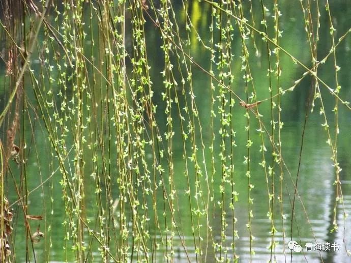 荷塘景色征文范文600字,荷塘为主题的征文