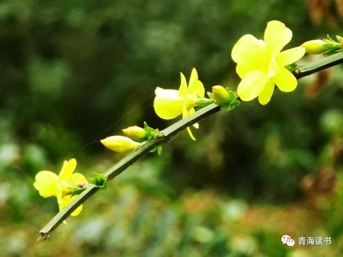 荷塘景色征文范文600字,荷塘为主题的征文