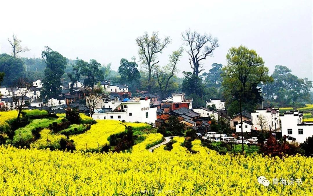 荷塘景色征文范文600字,荷塘为主题的征文