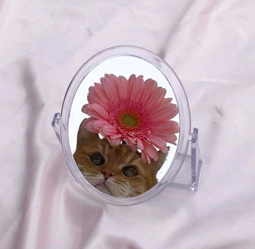 平价宫廷风仙女裙推荐,安利漂亮裙子