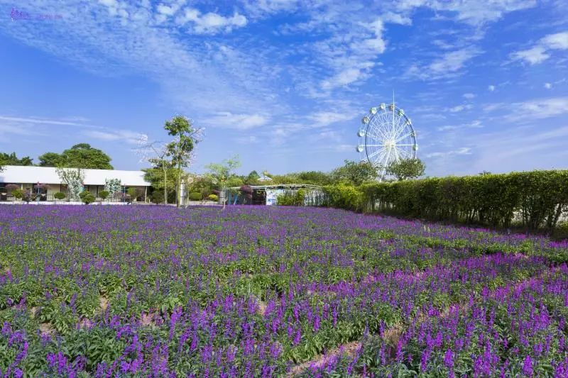 权威发布|这样的花都,太上头了!