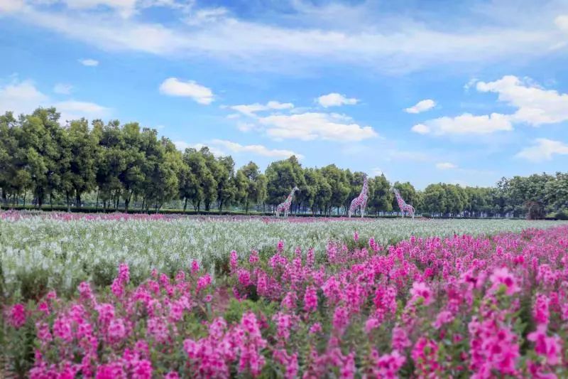 权威发布|这样的花都，太上头了！