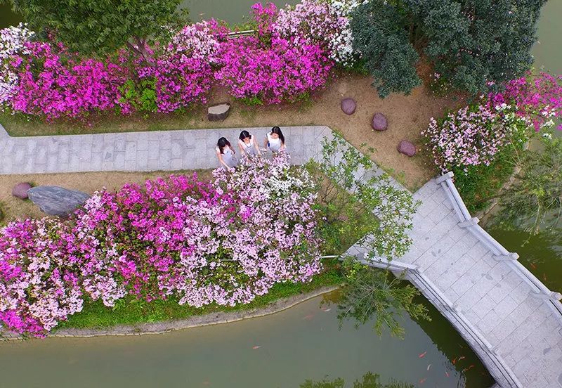 权威发布|这样的花都,太上头了!