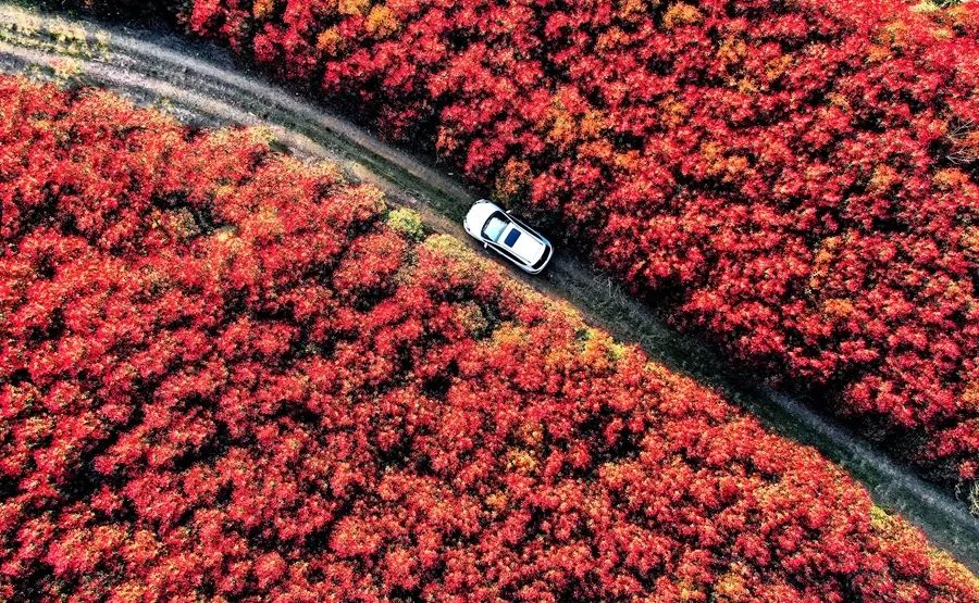 【春游江淮请您来】庐江：石楠逢春时荒山披红妆