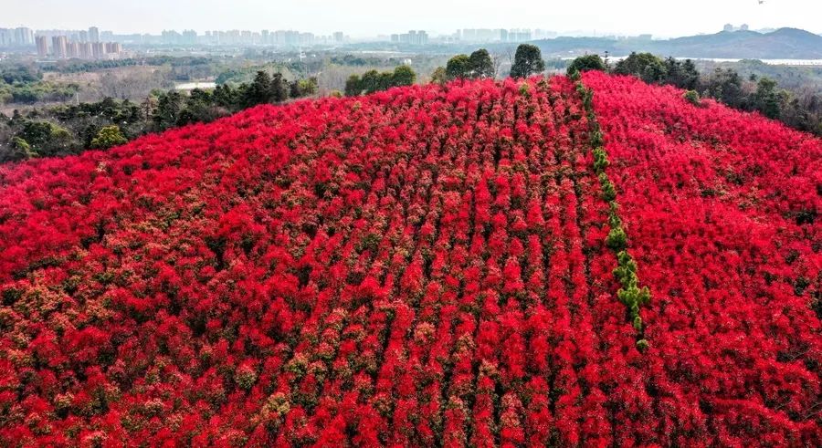 【春游江淮请您来】庐江:石楠逢春时荒山披红妆