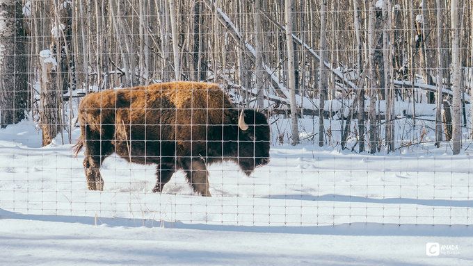 漫长的八个月,冬天的加拿大真的好美