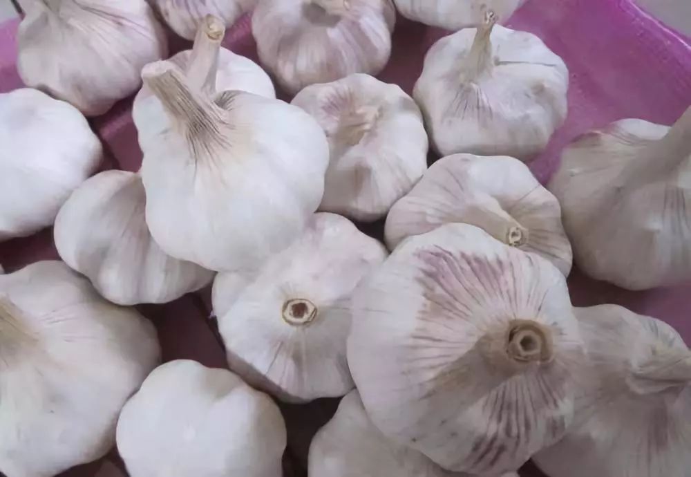 制造业巨头海尔种金乡大蒜，真能改变“蒜你完”？