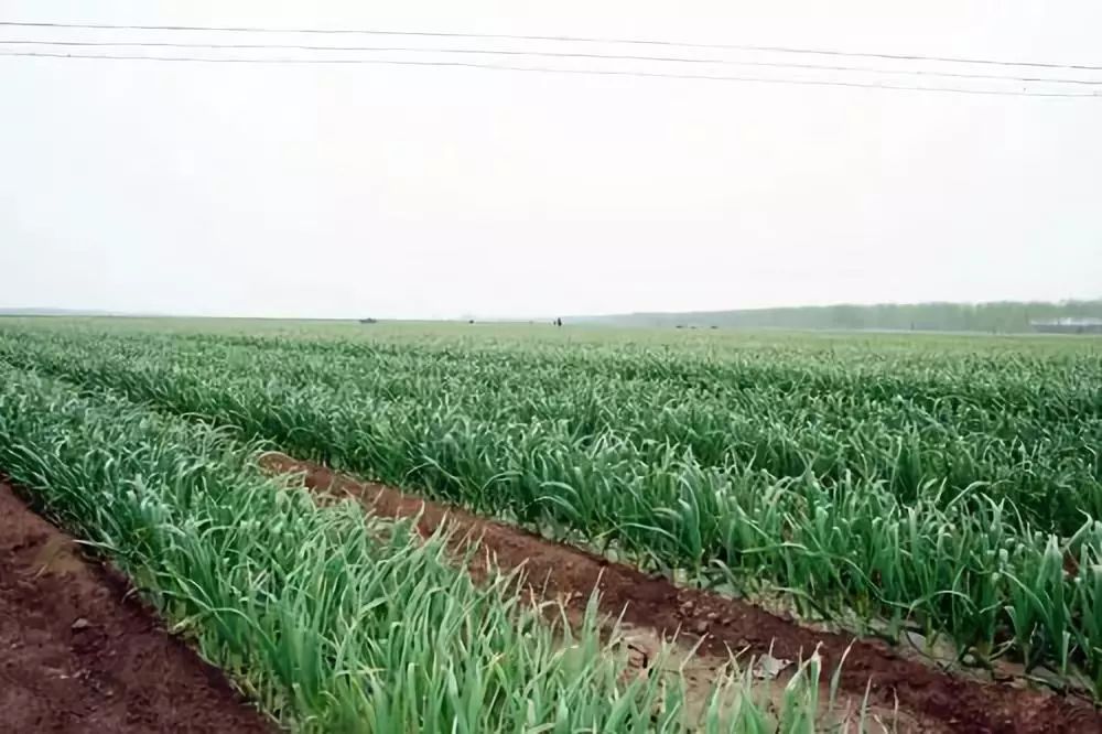 制造业巨头海尔种金乡大蒜，真能改变“蒜你完”？