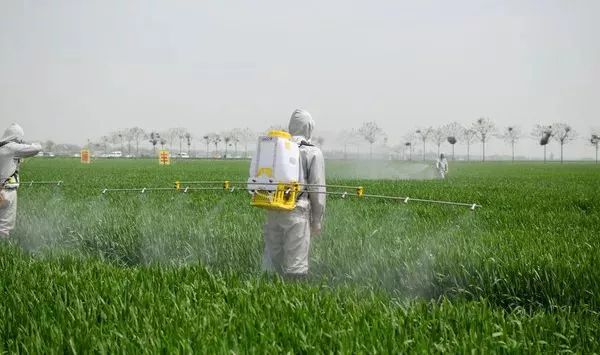 喷完除草剂下小雨还有药效么,喷过草甘膦第二天栽苗有影响吗