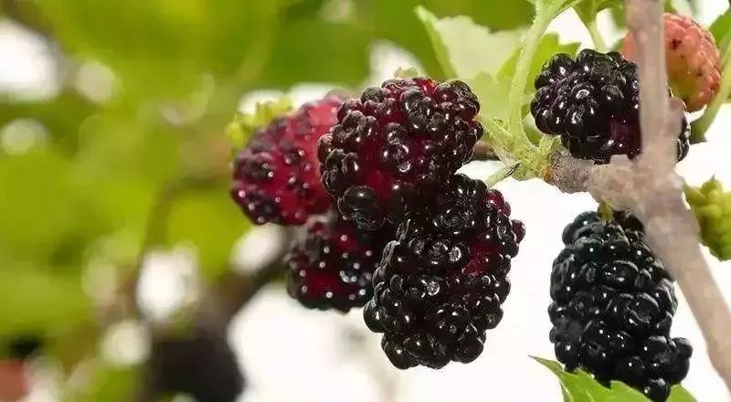 友好互推|攀枝花的吃货嗨起来！这11种水果将要排队上市啰！（内附时间及地点）