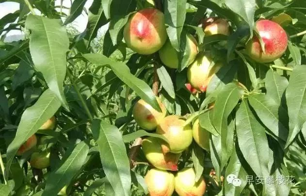 友好互推|攀枝花的吃货嗨起来！这11种水果将要排队上市啰！（内附时间及地点）