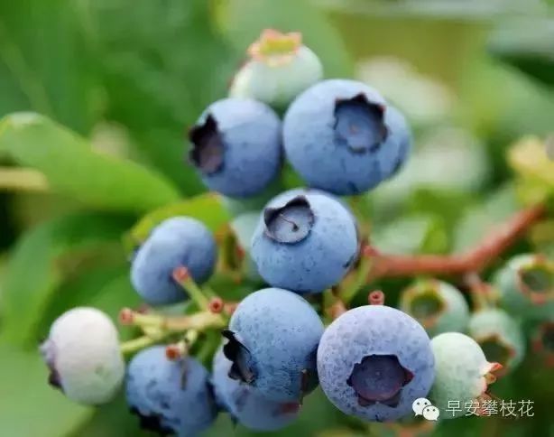 友好互推|攀枝花的吃货嗨起来！这11种水果将要排队上市啰！（内附时间及地点）