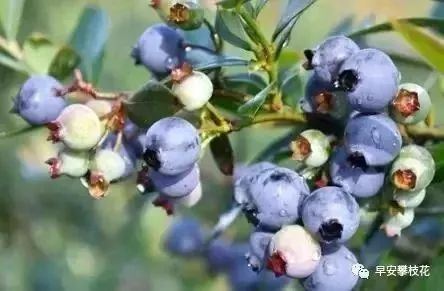 友好互推|攀枝花的吃货嗨起来！这11种水果将要排队上市啰！（内附时间及地点）