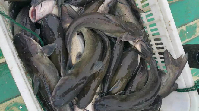 今年鮰鱼价是上涨还是下涨,今日鮰鱼最新塘口价