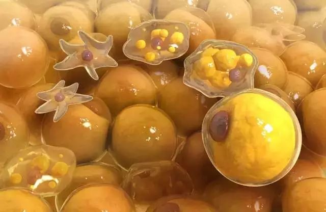 吃日本小丸子减肥吗,日本减肥小丸子