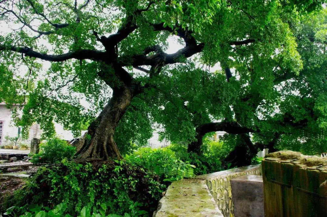 斗门最美乡村,斗门田园生活