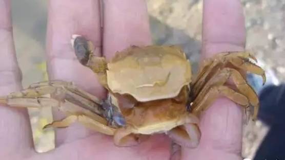 螃蟹怎么治病,养殖螃蟹生病怎么治疗