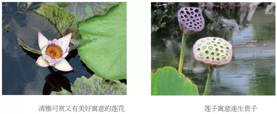 用生命影响生命讲解,用生命影响生命属于什么诗歌