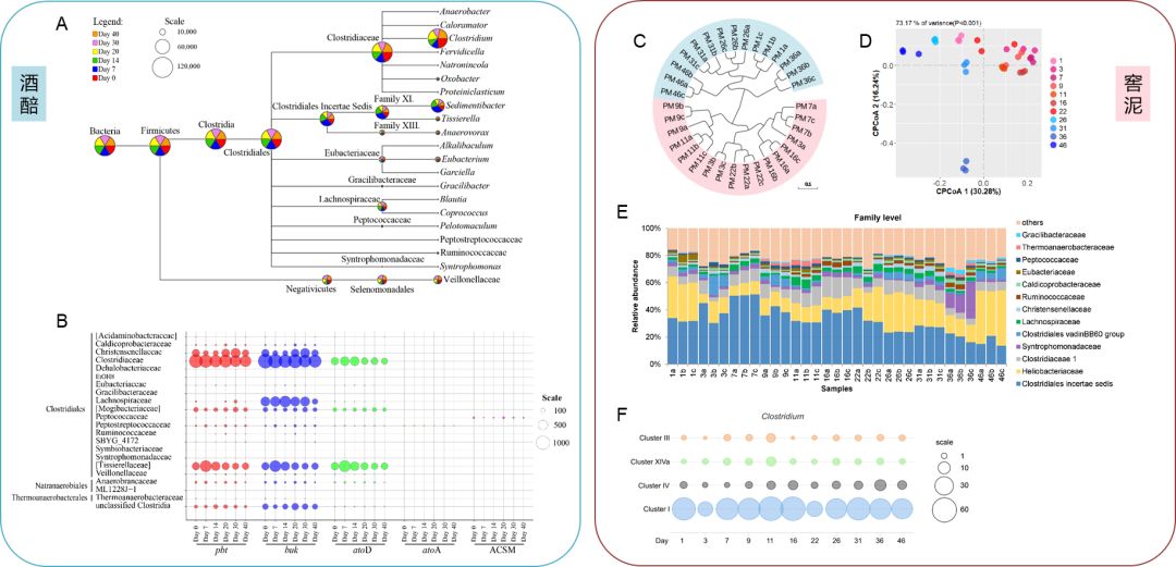首株以“老窖”命名的新菌株从百年窖泥中分离，“老窖出好酒”多了一项科学依据