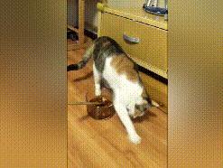 猫闻螺蛳粉后疯狂刨地,螺蛳粉猫闻了为什么埋屎