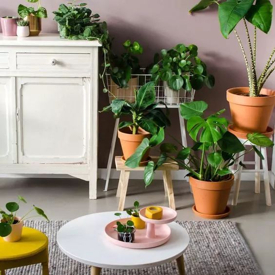 过期的药片丢花盆里花长疯了,这几种过期药片别扔掉放到花盆里