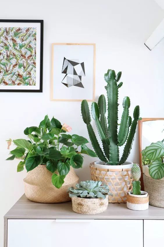 过期的药片丢花盆里花长疯了,这几种过期药片别扔掉放到花盆里