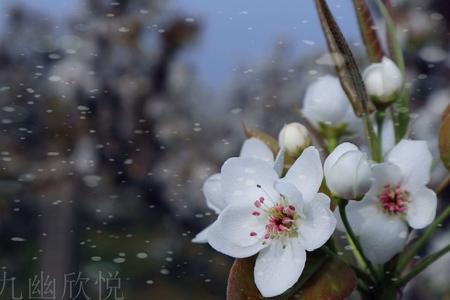 遇见树山——等一场有你的梨花雨
