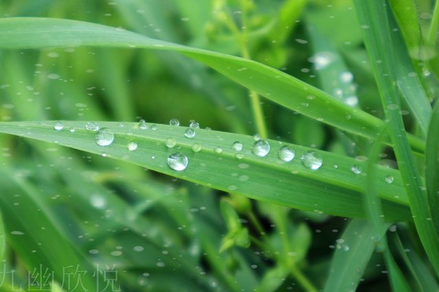 遇见树山——等一场有你的梨花雨