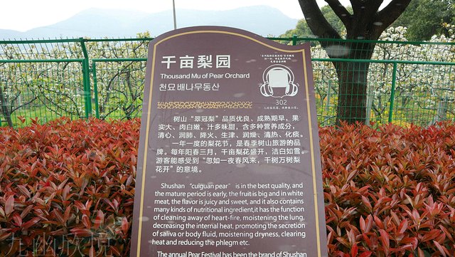 遇见树山——等一场有你的梨花雨