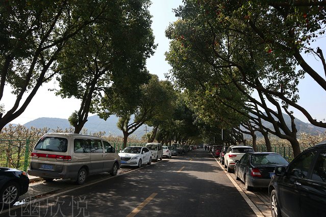 遇见树山——等一场有你的梨花雨