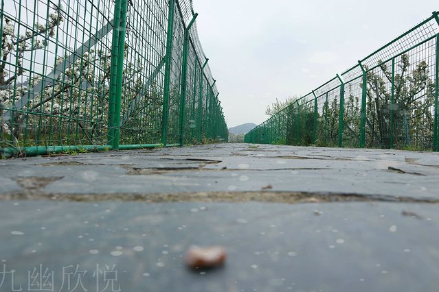遇见树山——等一场有你的梨花雨