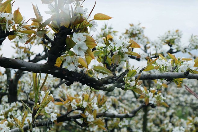 遇见树山——等一场有你的梨花雨