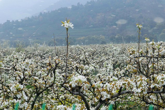 遇见树山——等一场有你的梨花雨