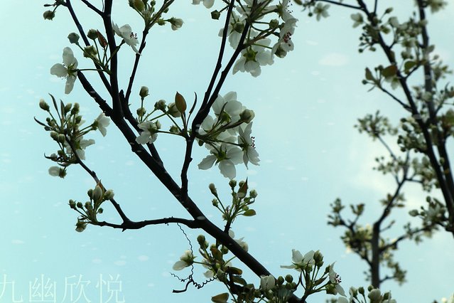 遇见树山——等一场有你的梨花雨